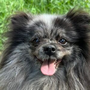 Accueil bilan suivi formule chiot ginkgo dog demarrage