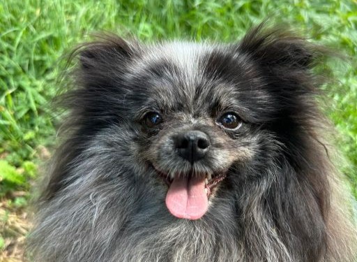 bilan suivi formule chiot ginkgo dog demarrage bilan suivi formule chiot ginkgo dog demarrage