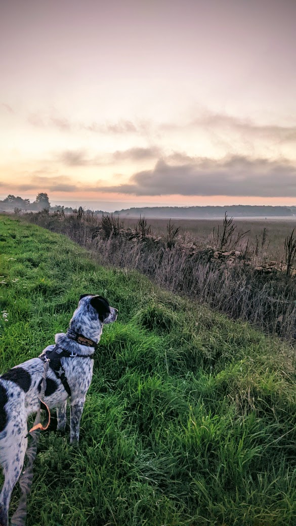 chien réactif observation hyperréactivité laxou