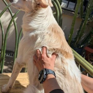 massage canin