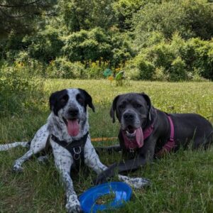 Accueil rééducation canine