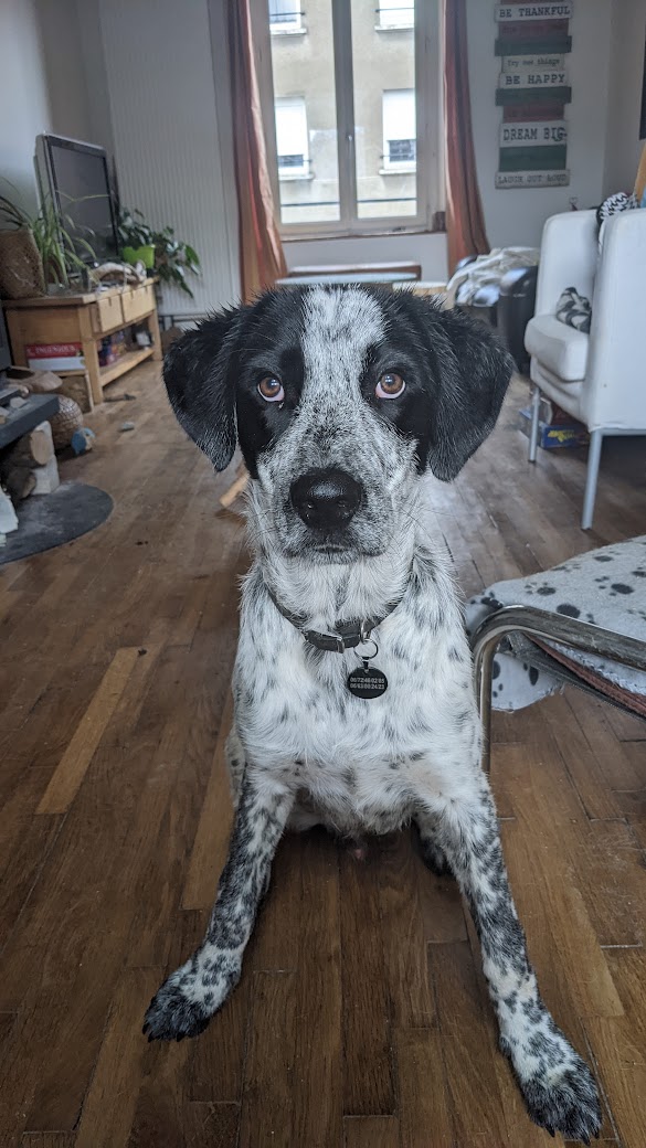 chiot comportementaliste meurthe et moselle 54