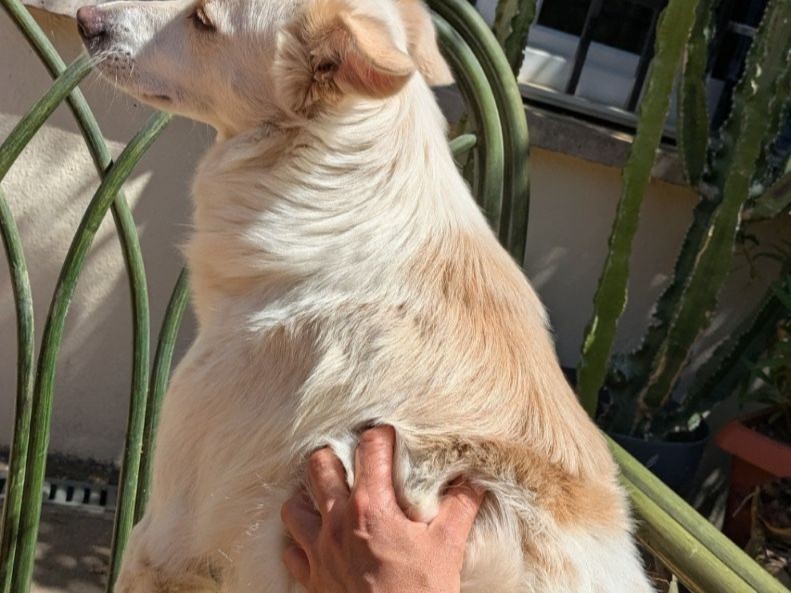 massage canin ginkgo dog educateur canin massage canin ginkgo dog educateur canin