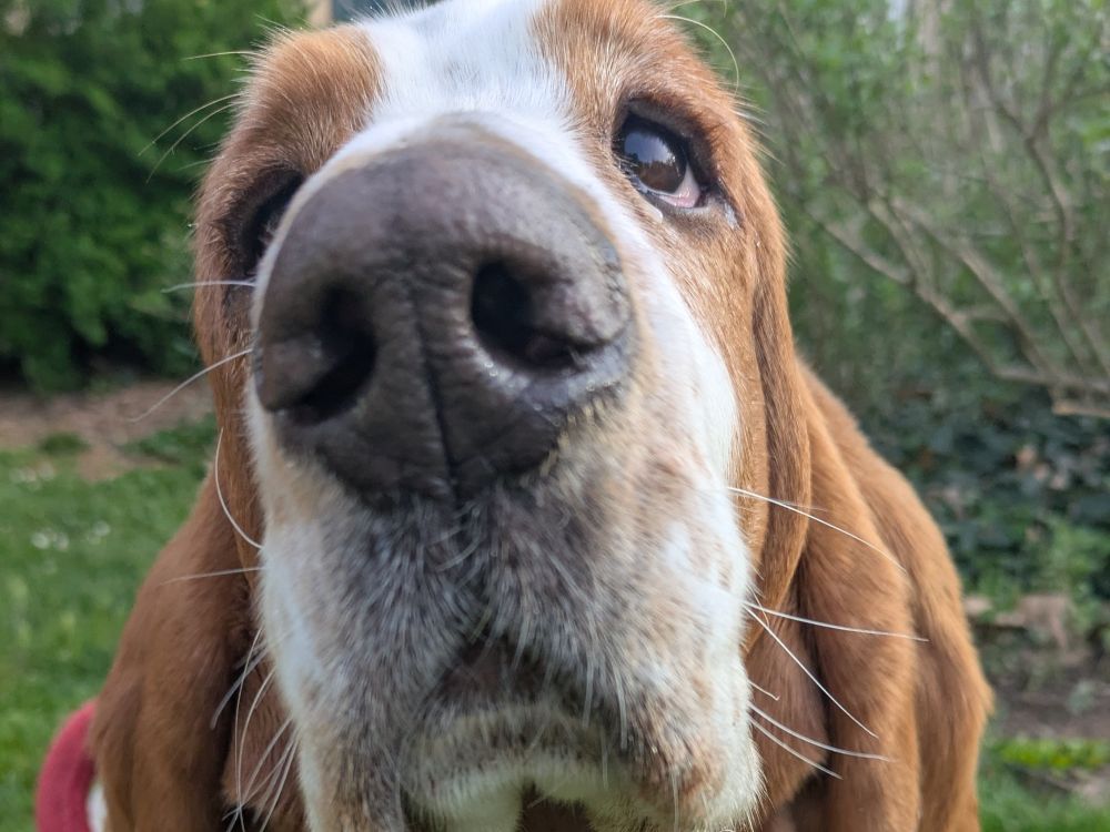 rufus basset hound nancy éducation canine rufus basset hound nancy éducation canine